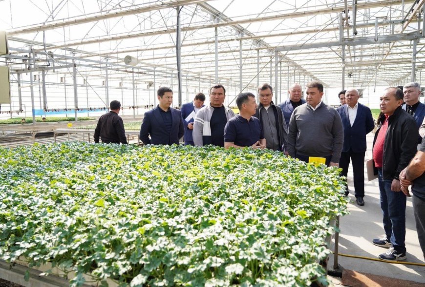 Түркістан облысында жылыжайларды экологиялық тиімді жылыту жолдары енгізілуде