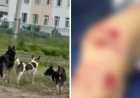 Оралда бұралқы иттер кішкентай баланы талап тастаған