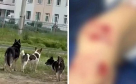 Оралда бұралқы иттер кішкентай баланы талап тастаған