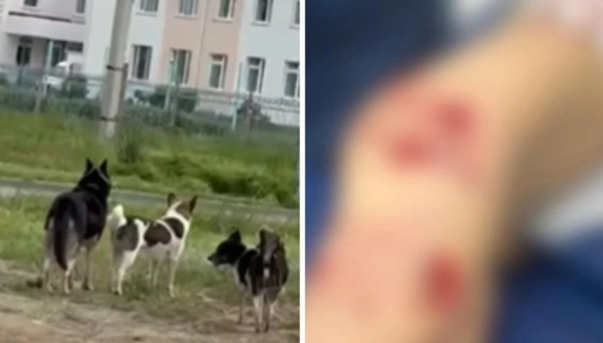 Оралда бұралқы иттер кішкентай баланы талап тастаған