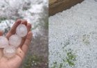 Ақтөбе облысында  ірі көлемде бұршақ жауды