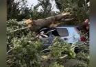 Алматы облысында автокөліктің үстіне ағаш құлап, әйел адам қайтыс болды