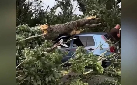 Алматы облысында автокөліктің үстіне ағаш құлап, әйел адам қайтыс болды
