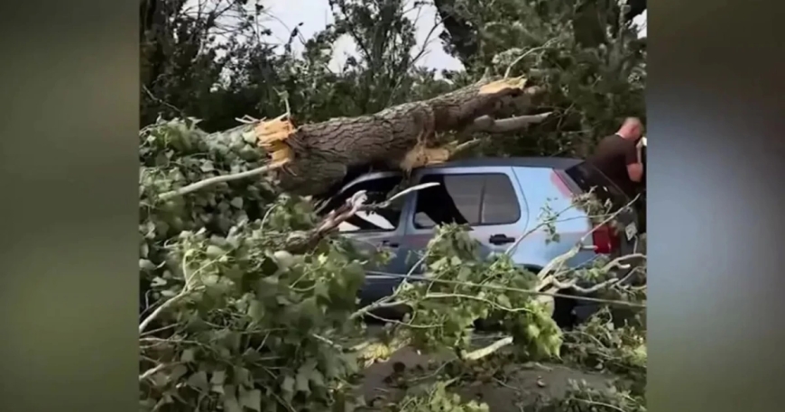 Алматы облысында автокөліктің үстіне ағаш құлап, әйел адам қайтыс болды