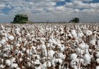 Жетісай ауданының ауыл шаруашылығы өнімінің көлемі 120 млрд теңгеге жуықтады