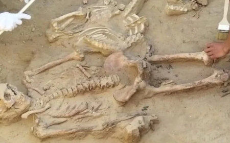 Семейде құрылыс алаңынан адам сүйектері табылды