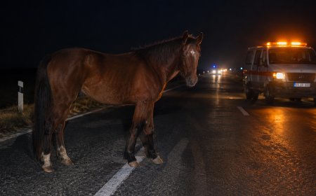 Атырау облысында көлік жылқымен соқтығысып, жасөспірім көз жұмды