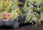 Алматыда жеңіл көліктің үстіне ағаш құлады