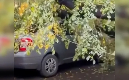 Алматыда жеңіл көлікке ағаш құлады