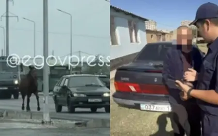 Шымкентте жылқыны көлікке байлап сүйреген  ер адам жауапқа тартылды