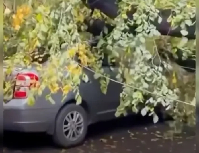 Алматыда жеңіл көліктің үстіне ағаш құлады